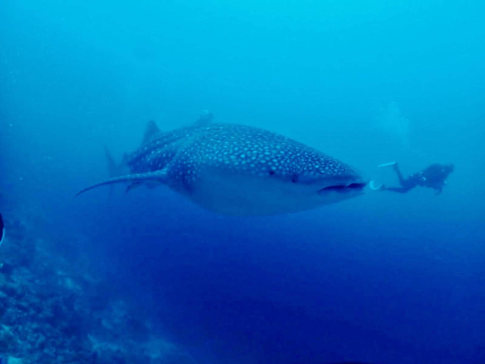 Island Scuba Inn Dhangethi Zewnętrze zdjęcie